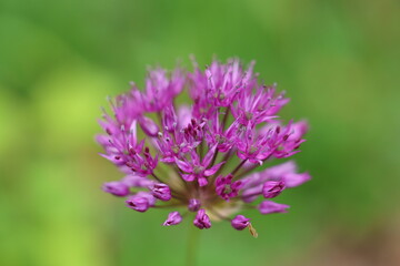 A close-up macro photograph of a purple Allium flower in full bloom, showing fine floral detail and soft green background bokeh. Captured in Toronto, Canada.