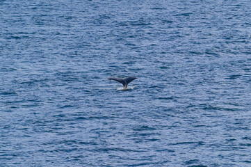 Naklejka premium Humpback Whale Tail Surfaces in Seymour Narrows in the Strait of Georgia, near Vancouver, British Columbia, Canada.