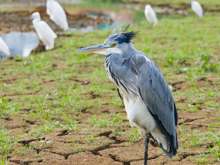 Obraz premium gray heron on lake mud ground land,wildlife in natural habitat