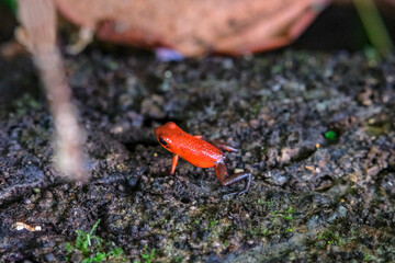 Tortuguero, Costa Rica - October 30, 2025: The strawberry poison dart frog or blue jeans poison frog in Tortuguero National Park in Costa Rica.