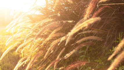 Close up beautiful silhouette grass flower field in sunset shining on wildflower © tonjung