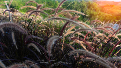 Close up beautiful silhouette grass flower field in sunset shining on wildflower