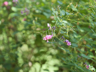 花を咲かせたヤマハギ