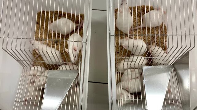 white laboratory mice in two separate metal cages with wood shaving bedding