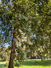 Oak Trees in an Oak Grove looking at the Leaves