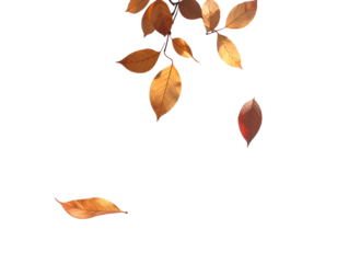 Realistic fallen leaves casting soft subtle shadows with gentle natural lighting and smooth muted gradients, isolated on a transparent background, PNG 