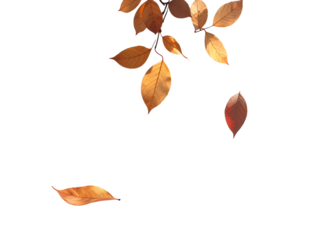 Realistic fallen leaves casting soft subtle shadows with gentle natural lighting and smooth muted gradients, isolated on a transparent background, PNG 