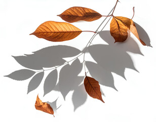 Naklejka premium Realistic fallen leaves casting soft subtle shadows with gentle natural lighting and smooth muted gradients, isolated on a transparent background, PNG 