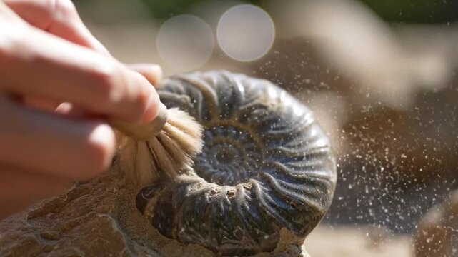 Cleaning an ammonite fossil in natural light outdoor setting close-up shot educational concept