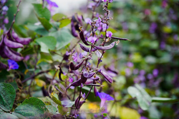 Purple Hyacinth Bean on vine