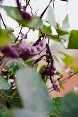 Purple Hyacinth Bean on vine