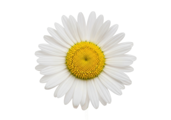 Bright and cheerful daisy flower, a symbol of summer joy and natural beauty, perfect for adding a touch of fresh charm to any creative project