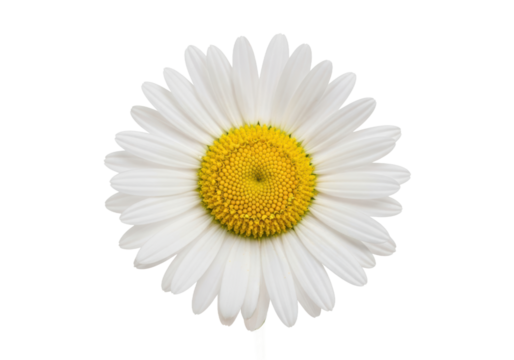 Bright and cheerful daisy flower, a symbol of summer joy and natural beauty, perfect for adding a touch of fresh charm to any creative project