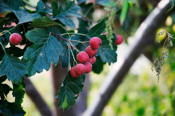 Ripe berries   large-fruited hawthorn  hanging on a branch tree in the orchard