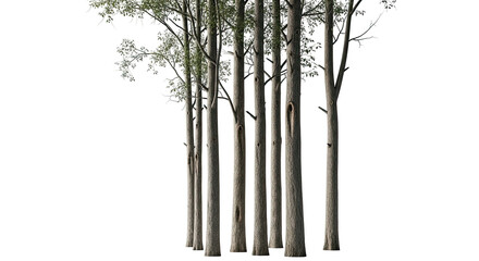 A cluster of tall, slender trees with pale bark and sparse foliage