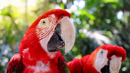 Red and white jungle macaw parrot with open beak friendly staring at camera