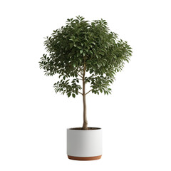 Rendered houseplant, topiary form, placed in a modern white and terra cotta pot