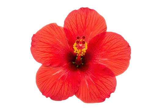 Vibrant red hibiscus blossom with striking detail, perfect for tropical themes, summer designs, and adding a touch of exotic beauty to any creative project