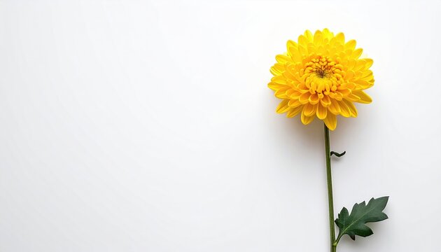 Bright yellow chrysanthemum bloom with stem against white