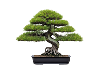 Beautiful bonsai tree, a symbol of peace and harmony, perfect for zen gardens, wellness retreats, or any project needing a touch of tranquility and elegance