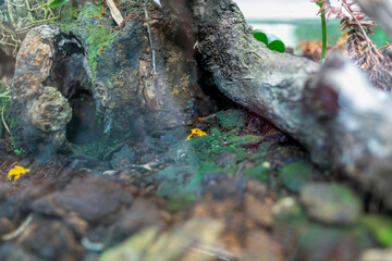 A natural scene of exposed tree roots intertwined with small yellow wildflowers, showcasing forest floor textures and organic beauty.