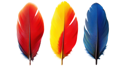 Three colorful bird feathers red yellow and blue isolated on transparent background
