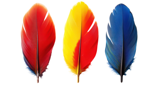 Three colorful bird feathers red yellow and blue isolated on transparent background