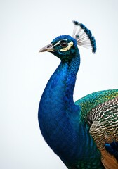Obraz premium Majestic Peacock Portrait Intense Gaze Elegant Bird on White Backdrop