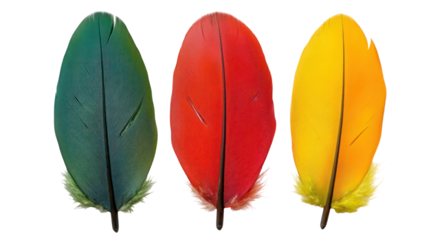 Three colorful bird feathers isolated on transparent background