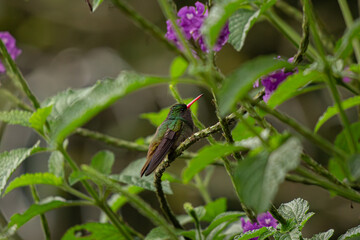 Fototapeta premium Hummingbird Resting on Branch Surrounded by Purple Flowers
