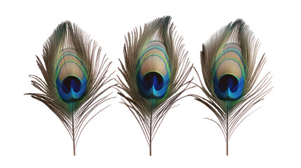 Obraz premium Three peacock feathers with iridescent eye spots isolated on transparent background