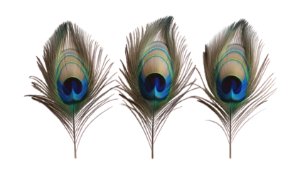 Three peacock feathers with iridescent eye spots isolated on transparent background