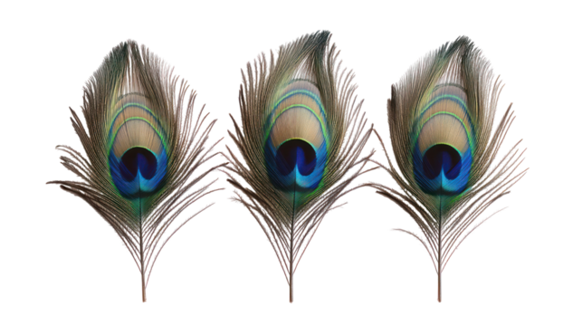 Three peacock feathers with iridescent eye spots isolated on transparent background