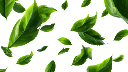 Vibrant green leaves falling and floating in a dynamic pattern isolated on transparent background