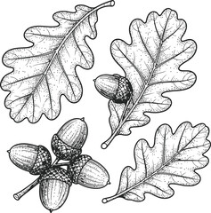 Botanical illustration of oak leaves and acorns in dark gray on a black background © Mahi Fattah