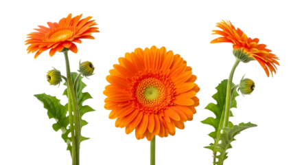 Three vibrant orange gerbera flowers isolated on transparent background