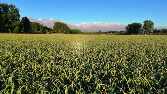 garlic farm in Mendoza, Argentina.