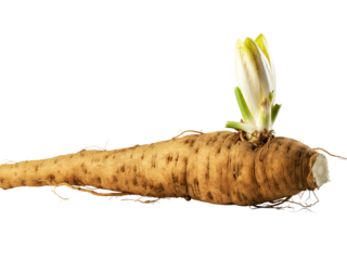 Chicory Root Harvested on White A Detailed Look at a Culinary Ingredient