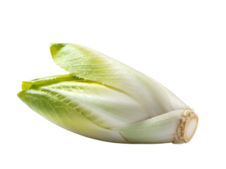 Fresh Belgian Endive Chicory Root Vegetable Isolated on White for Culinary Use