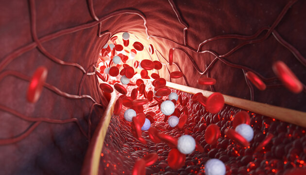 Human Blood Cell Flow Medical Visualization of Cell Circulation