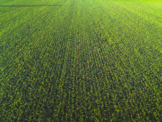 garlic farm in Mendoza, Argentina.