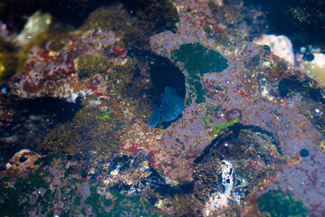 Black Sailfin Blenny (Astrosalarius fuscus) poking its head out of a hole in a tidepool in Maui, Hawaii