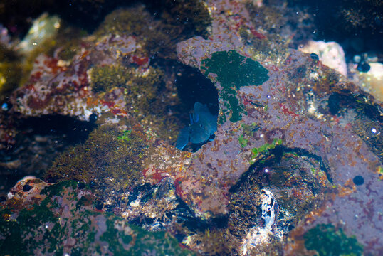 Black Sailfin Blenny (Astrosalarius fuscus) poking its head out of a hole in a tidepool in Maui, Hawaii