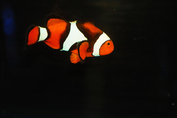 Black True Percula Clownfish - Amphiprion percula