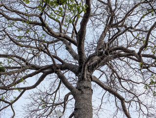 Gnarled Branches of an Old Tree Against a Bright Sky