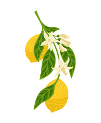 Lemon tree branch textured vector illustration. Citrus twig leafage lemon with leaves and and flower bud. Juicy citrus abstract whole lemons art. Decorative fruits painting hand drawn design elements