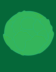 A vector art of a cabbage.
