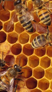 Honey bees combs comes out of wax to store honey, plant nectar, and bee bread