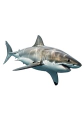 Obraz premium A powerful marine creature a large white shark swims horizontally with its mouth slightly open revealing sharp teeth against a white background