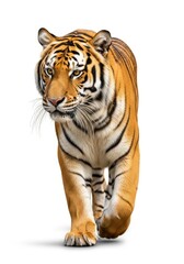 Fototapeta premium A striped feline predator walks forward on a white background showcasing its powerful form and distinctive markings